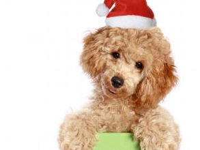 Sixth Day of ubu Christmas Sparkle Celebrations
