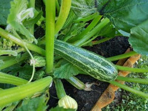 Great Gardening!
