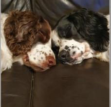 It’s a dog’s life