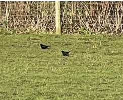 The Big Garden Bird Watch